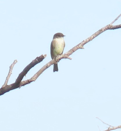 Eastern Phoebe - ML612786274