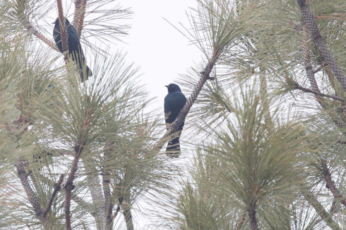 Brewer's Blackbird - ML612786294
