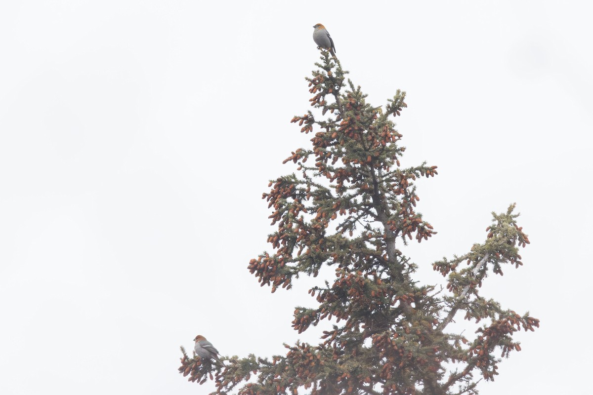 Pine Grosbeak - ML612786298