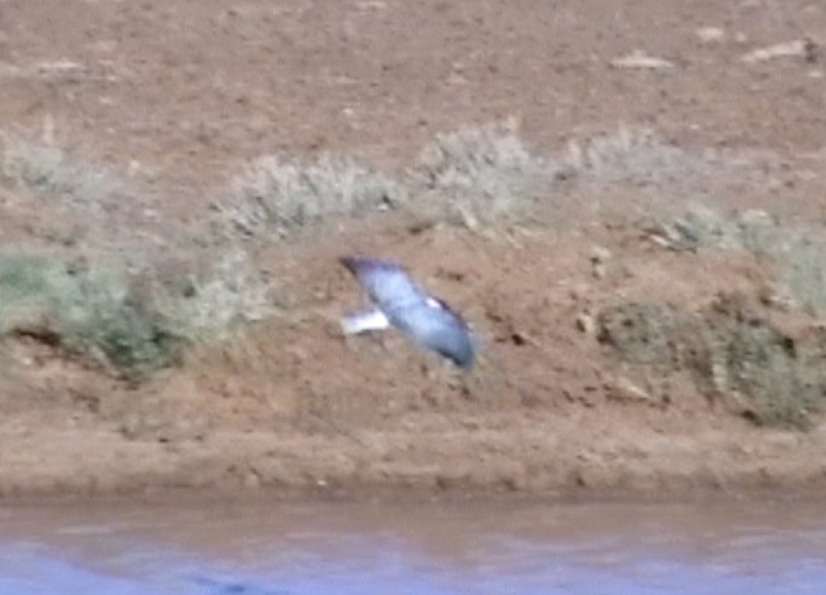 White-winged Tern - ML612786306