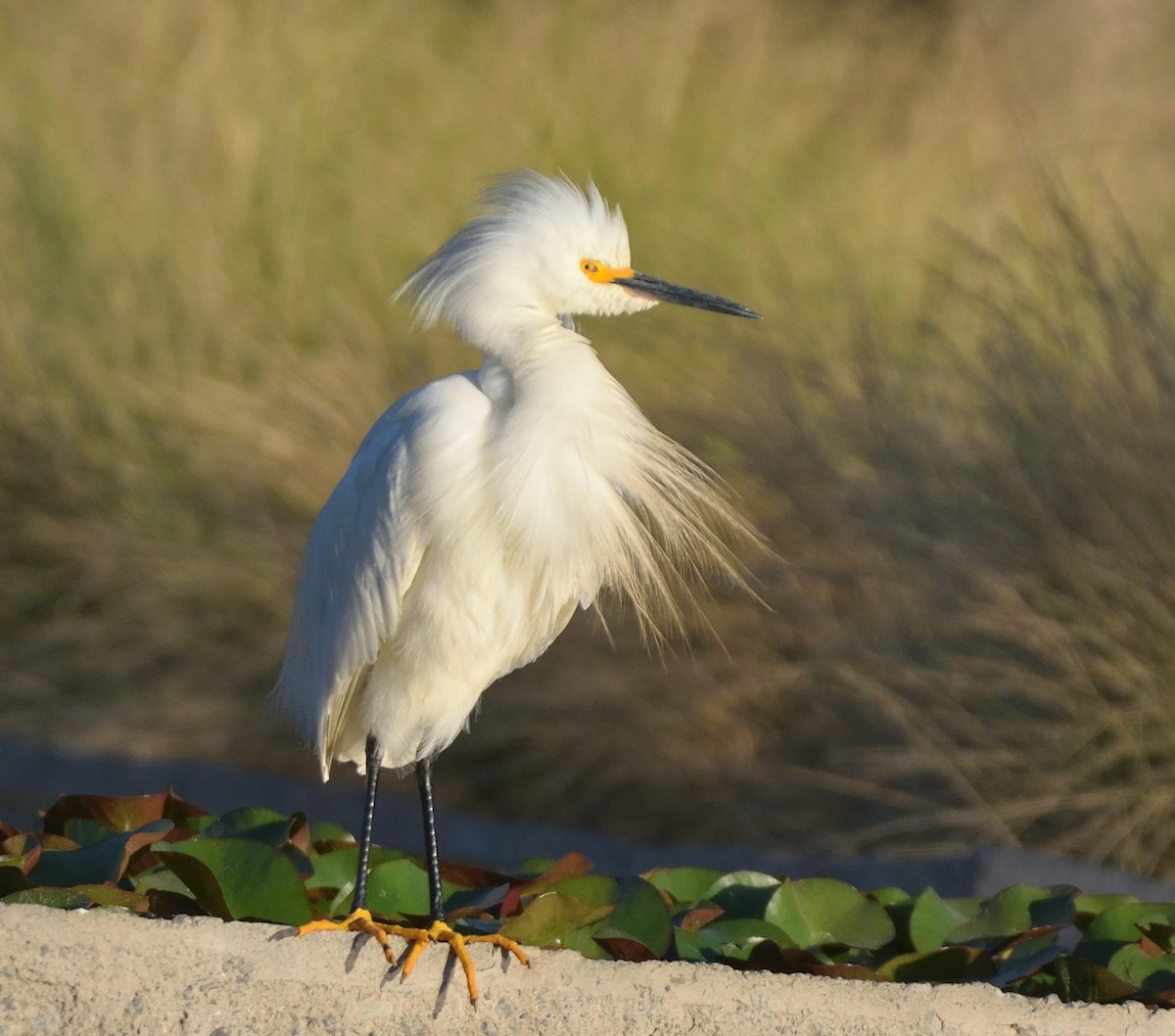 Snowy Egret - ML612786342