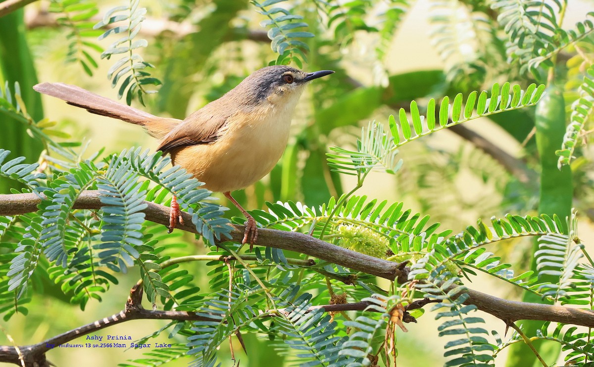 Ashy Prinia - ML612786378