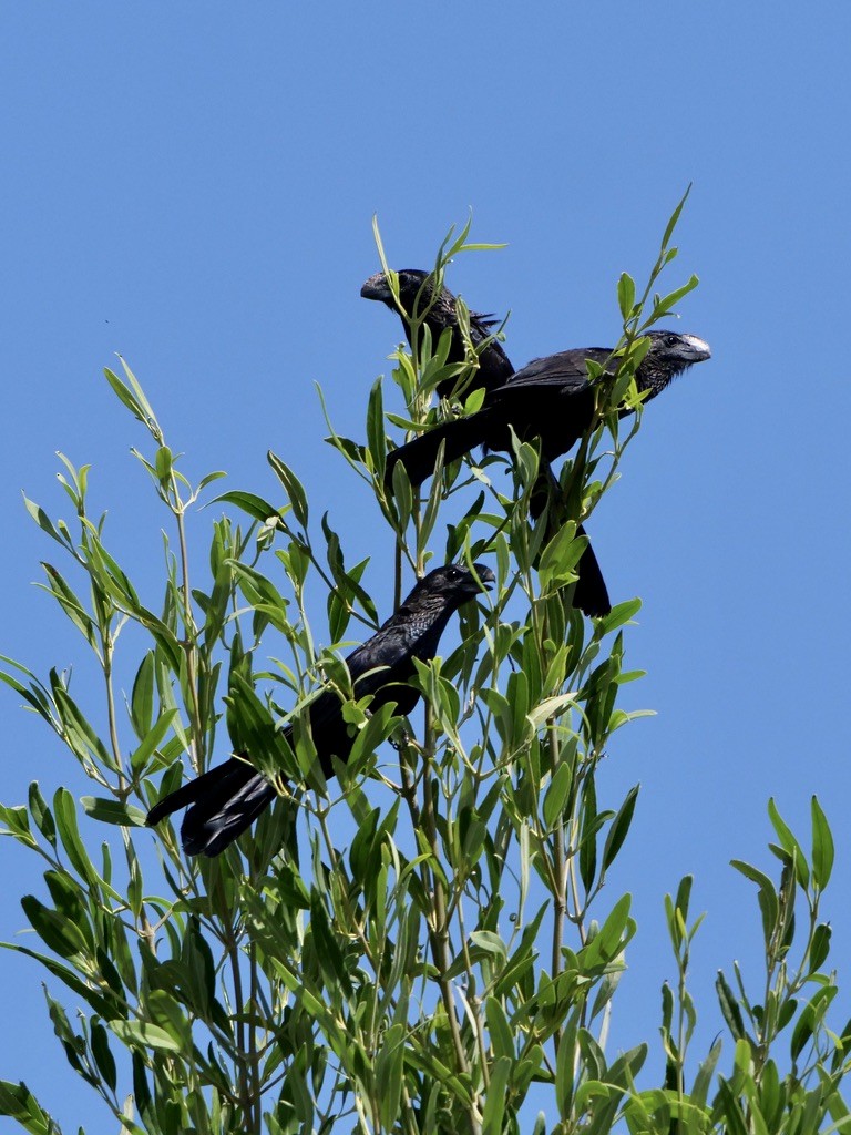 Smooth-billed Ani - Valerie Gebert