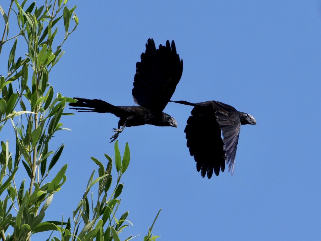 Smooth-billed Ani - ML612786396