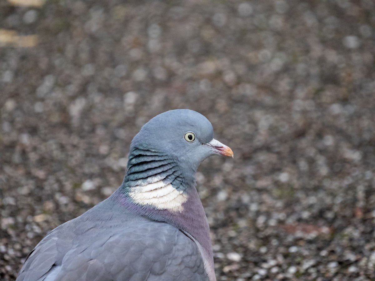 Common Wood-Pigeon - ML612786505