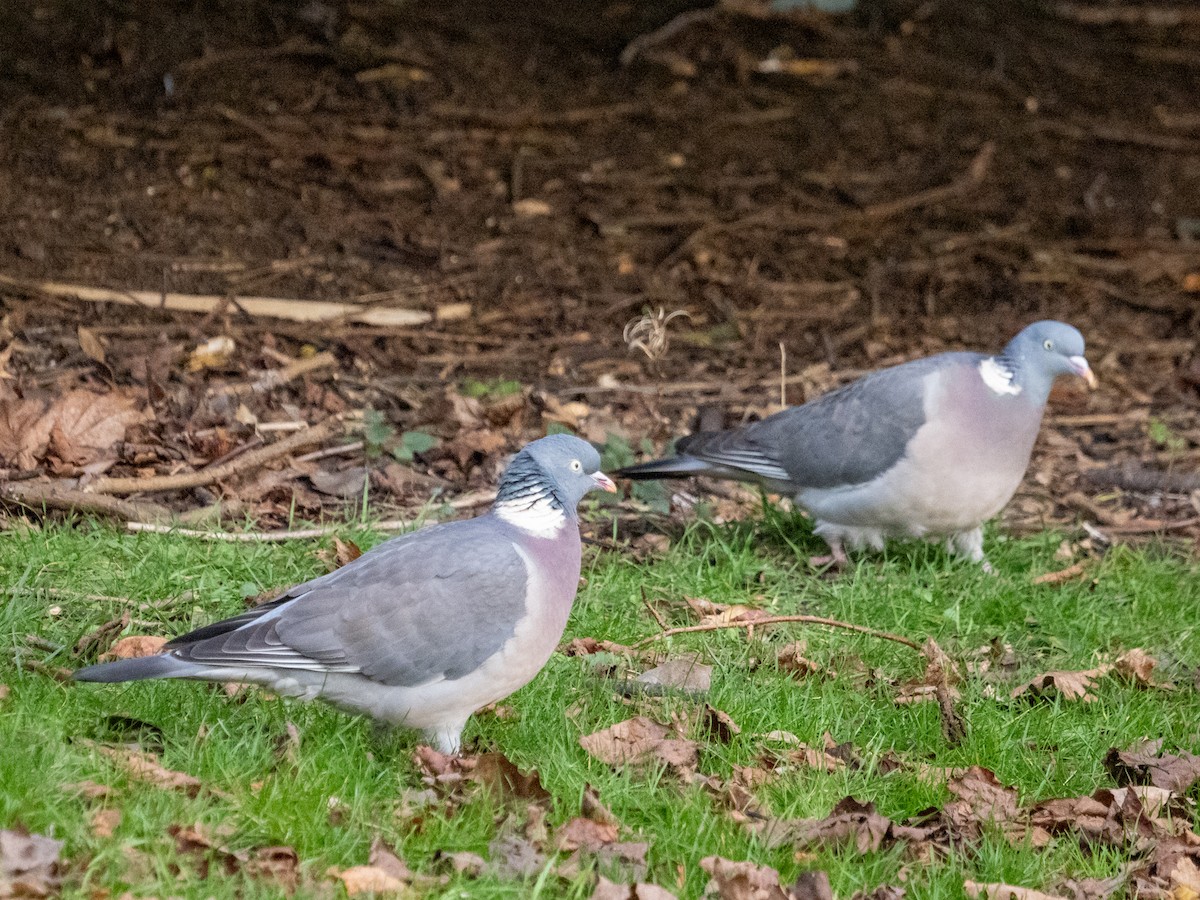 Common Wood-Pigeon - ML612786506