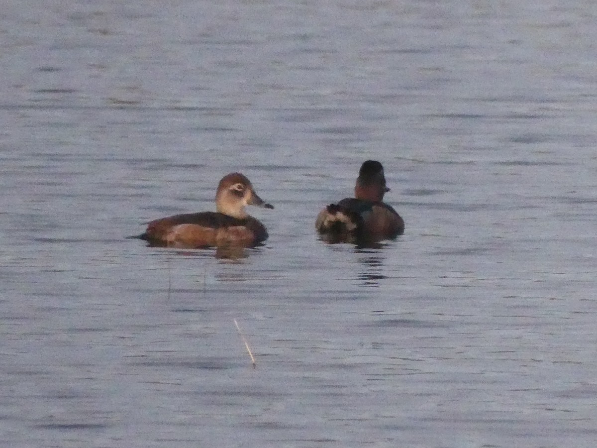 Ring-necked Duck - ML612786512