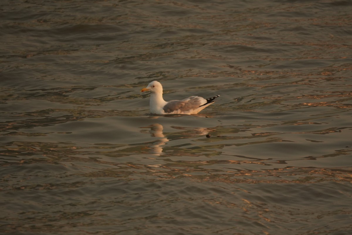 Goéland argenté - ML612786528