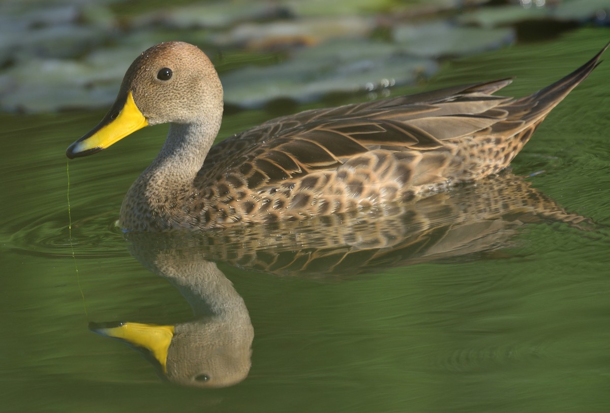 Yellow-billed Pintail - ML612786536