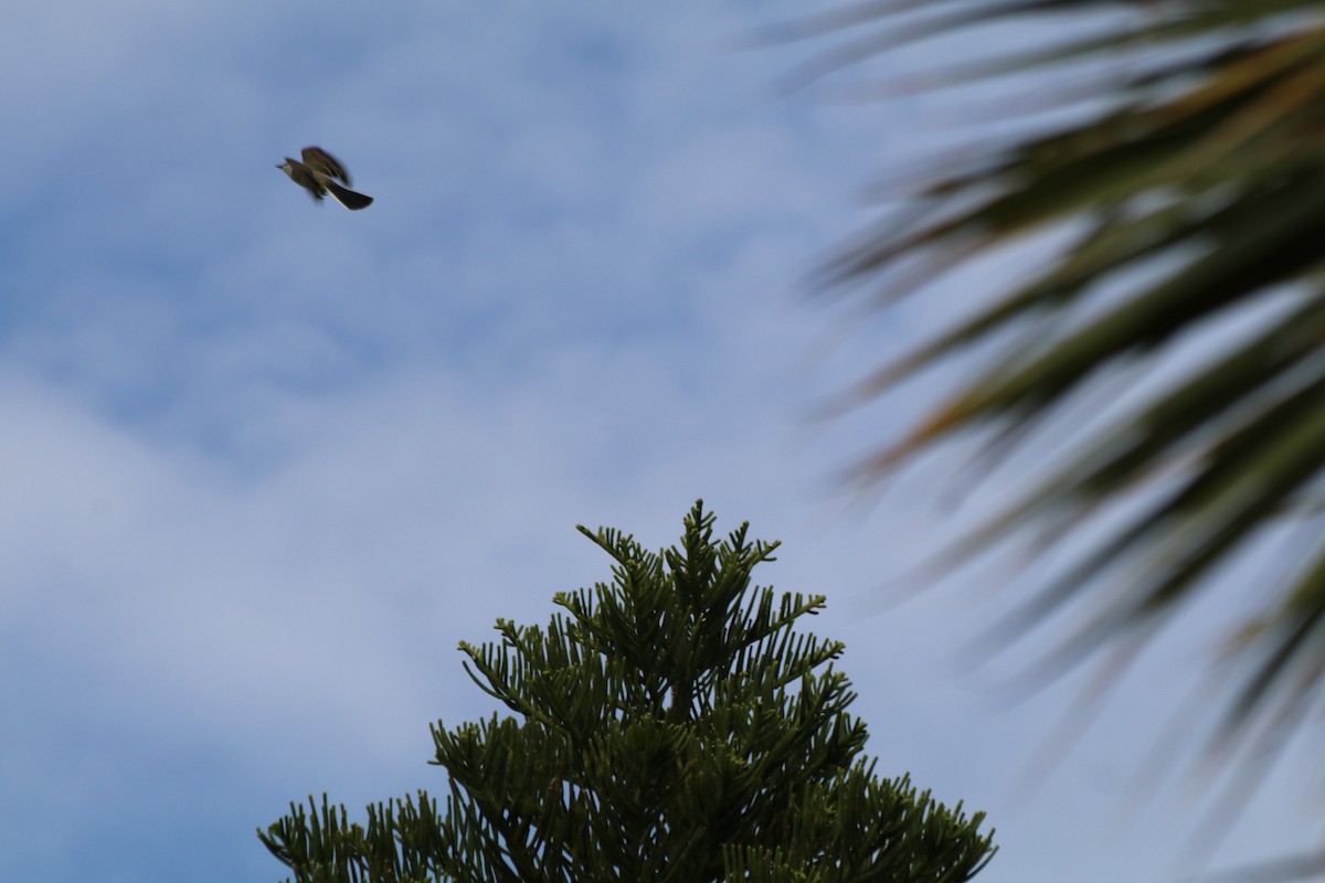 Western Kingbird - Leslie Pernas-Giz