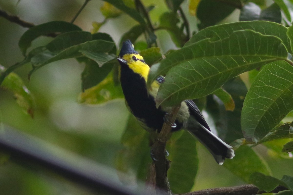 Yellow-cheeked Tit - ML612786664