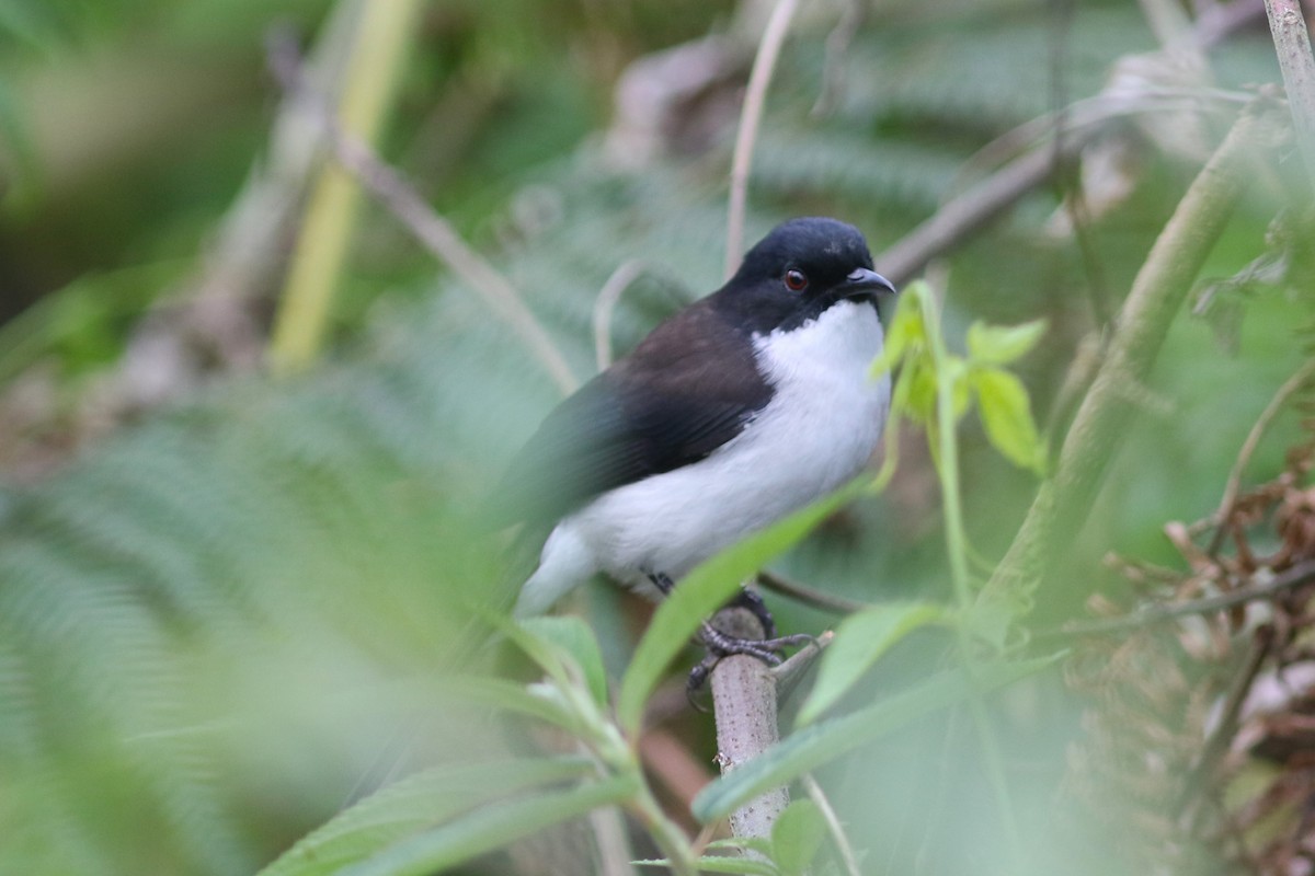 Black-backed Sibia - Benjamin Pap