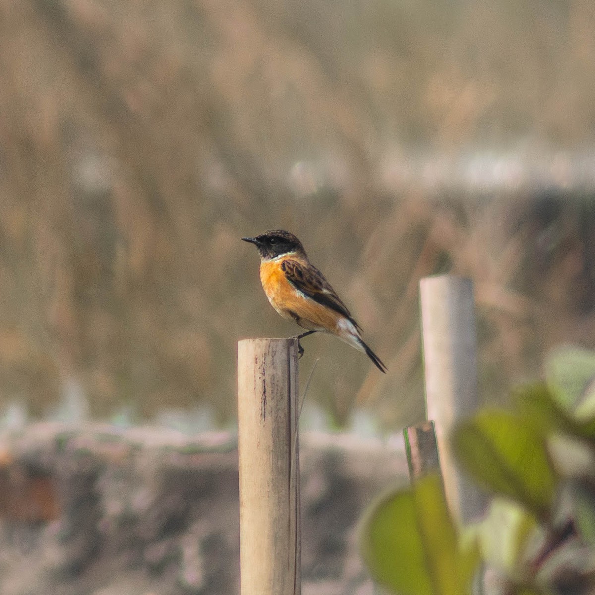 Siberian Stonechat - ML612786702