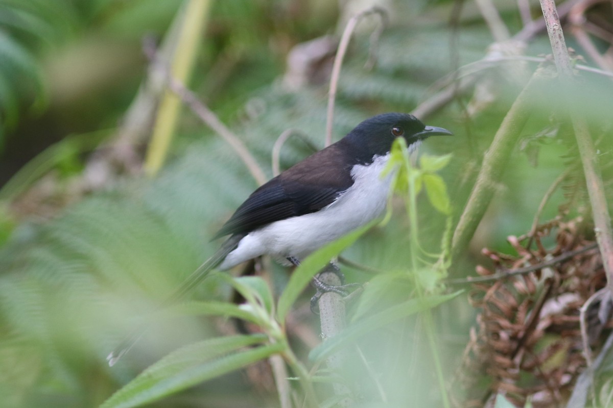 Black-backed Sibia - Benjamin Pap