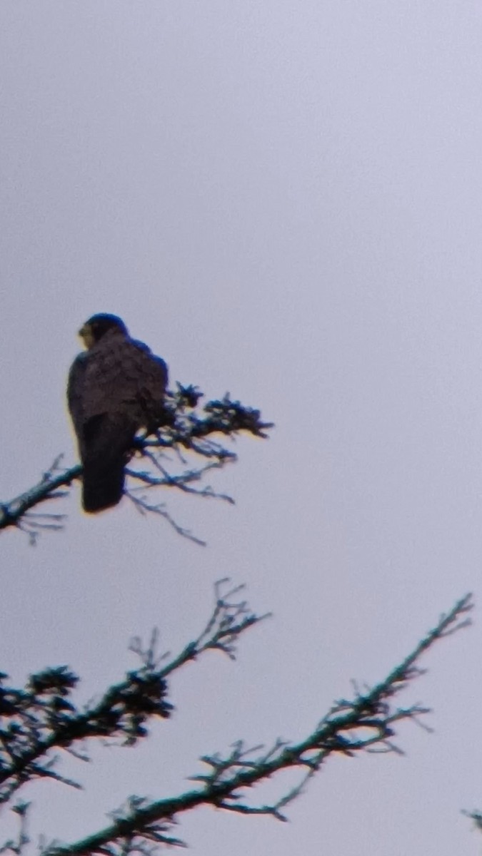 Peregrine Falcon - ML612787026