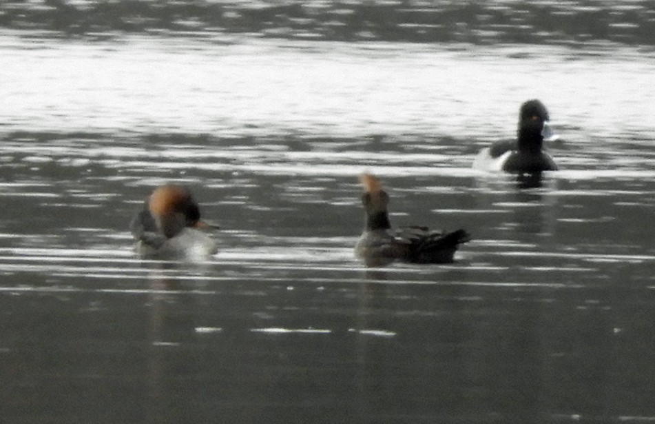 Hooded Merganser - ML612787044