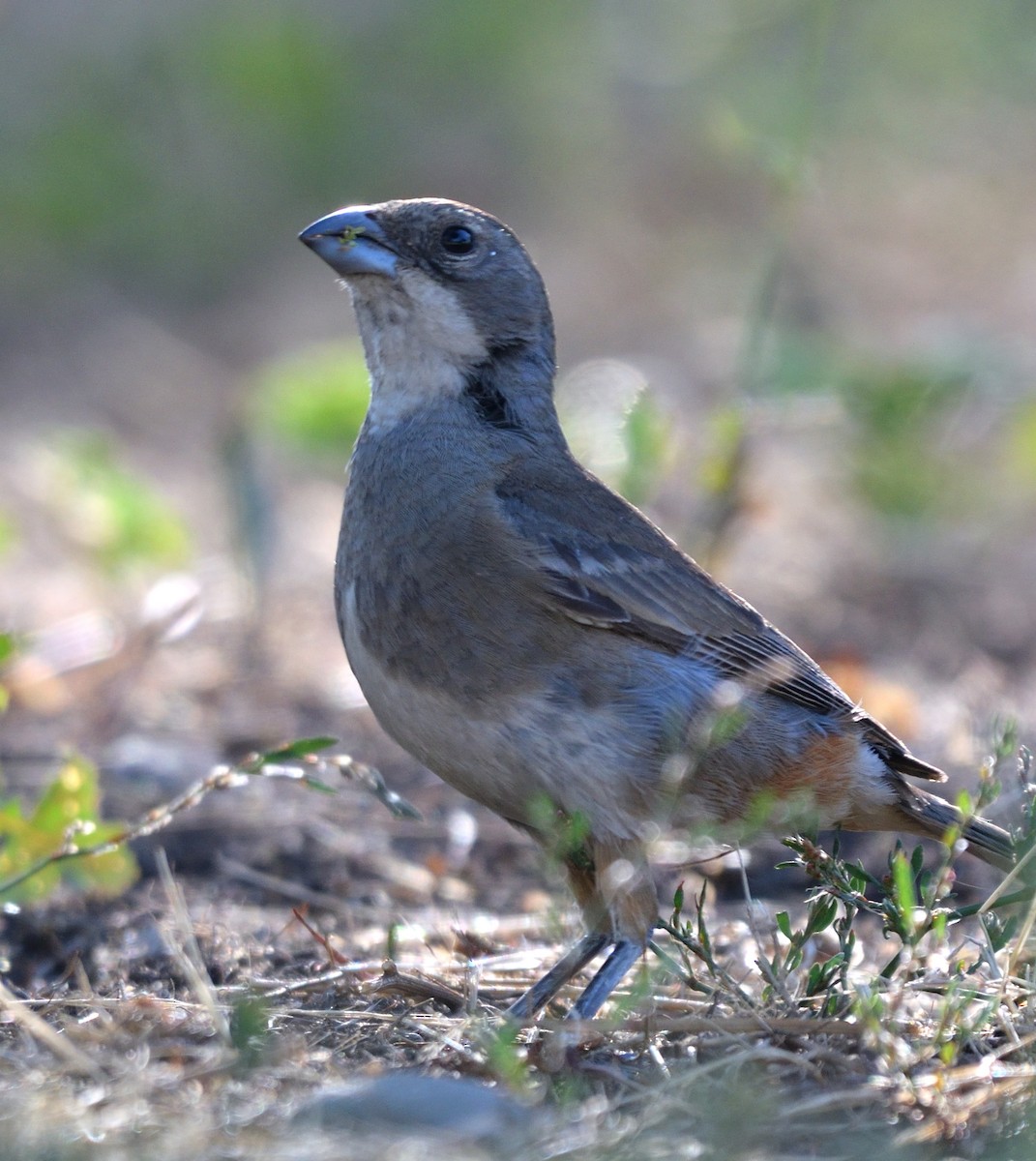 Diuca Finch - ML612787088