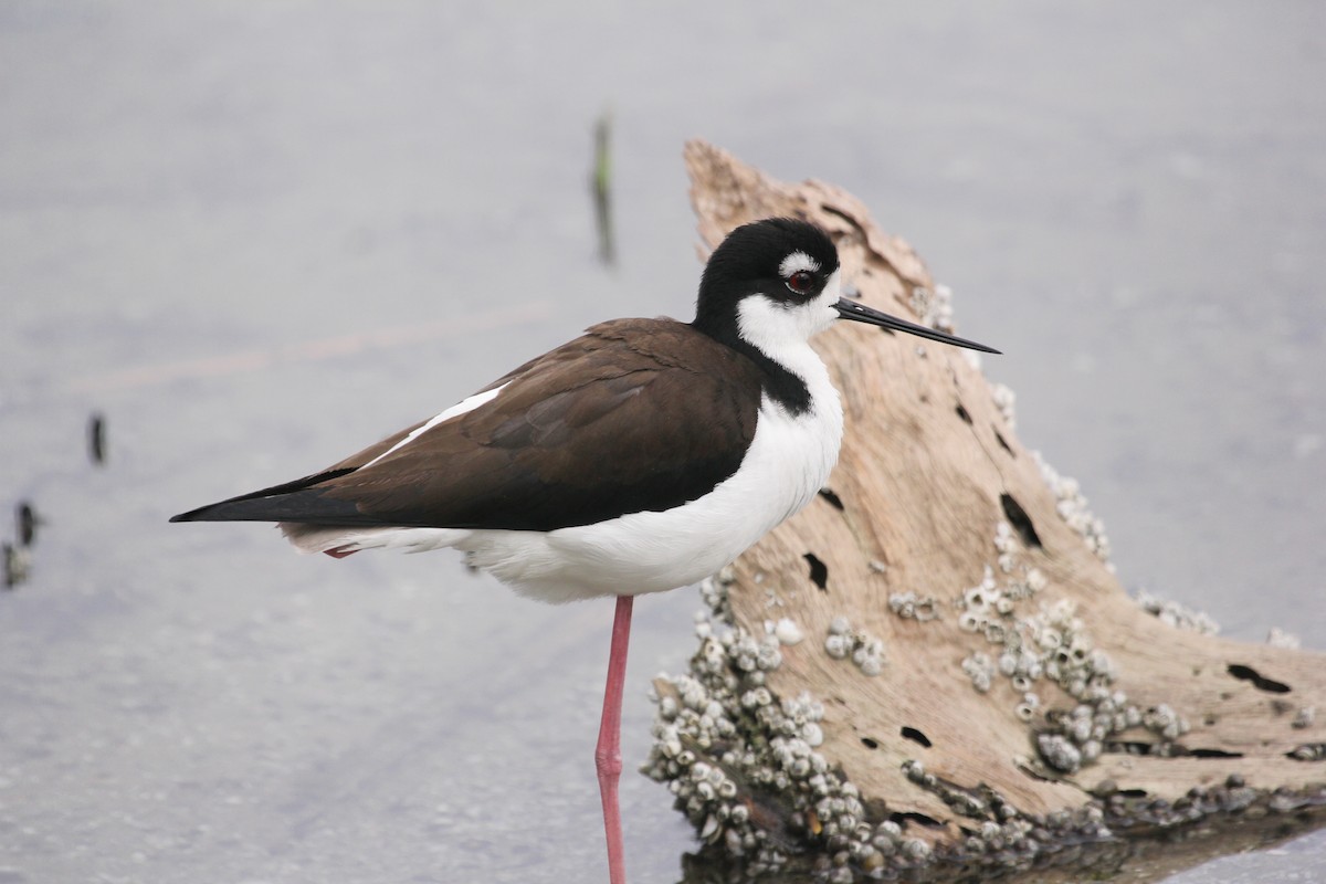 Black-necked Stilt - ML612787112