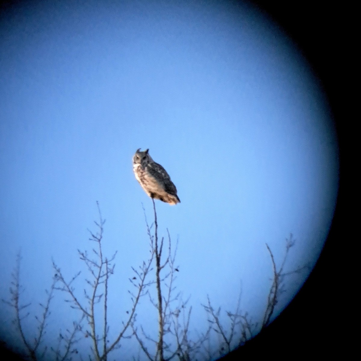 Great Horned Owl - ML612787123