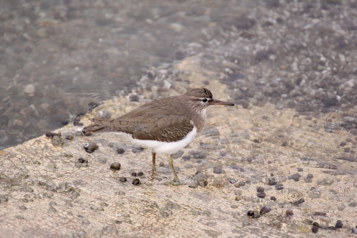 Solitary Sandpiper - ML612787137