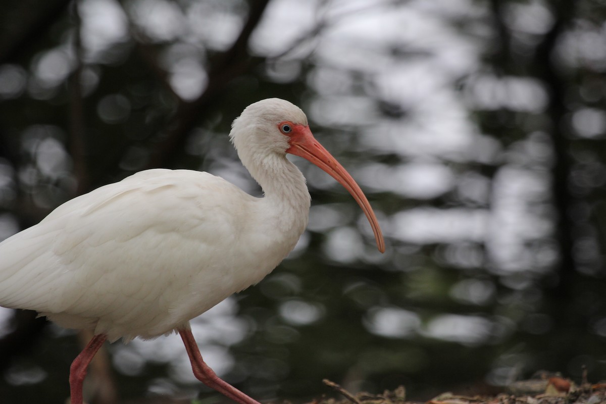 ibis bílý - ML612787174