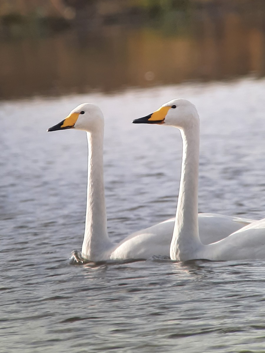 Whooper Swan - ML612787206