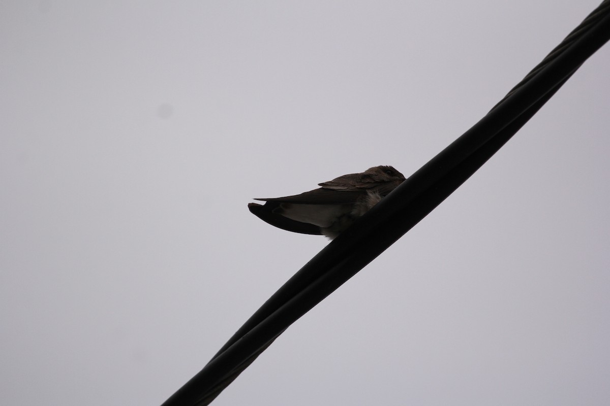 Golondrina Aserrada - ML612787220