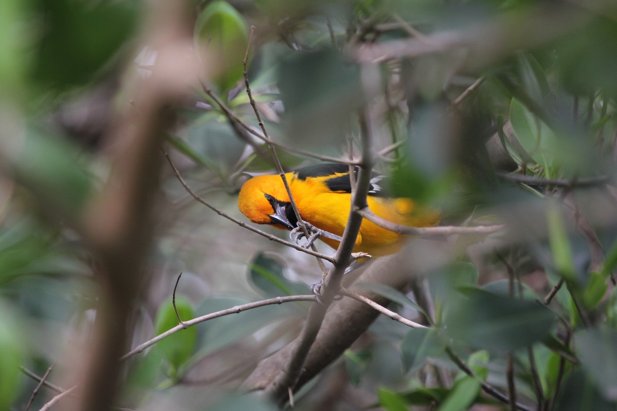 Hooded Oriole - ML612787235