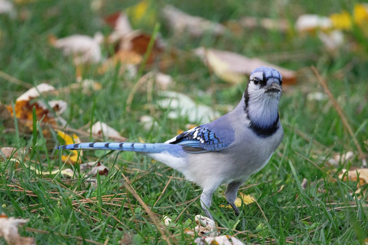 Blue Jay - Hervé Daubard