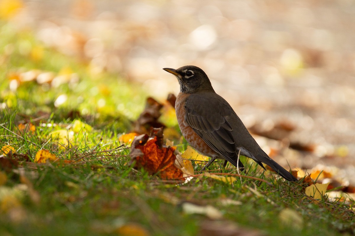 American Robin - Hervé Daubard