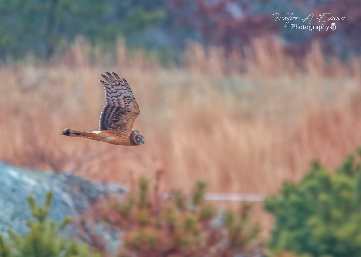 Northern Harrier - Trefor Evans