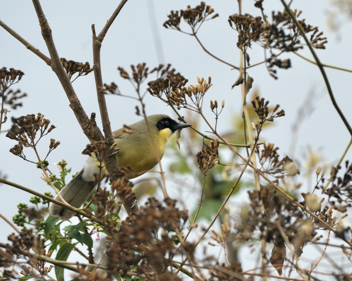 Yellow-throated Laughingthrush - Jonathan Taylor
