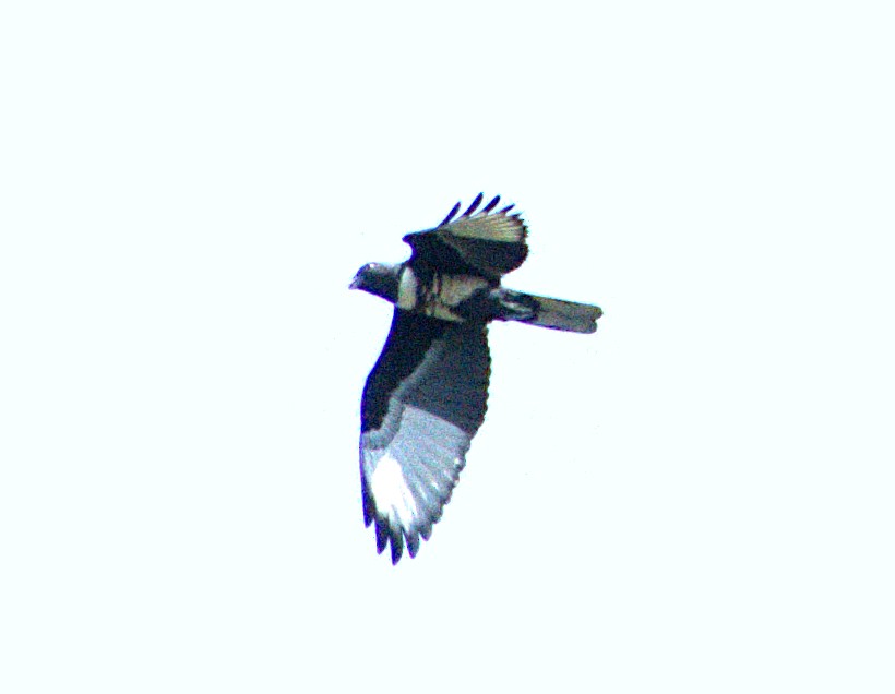 Black Baza - ML612787512