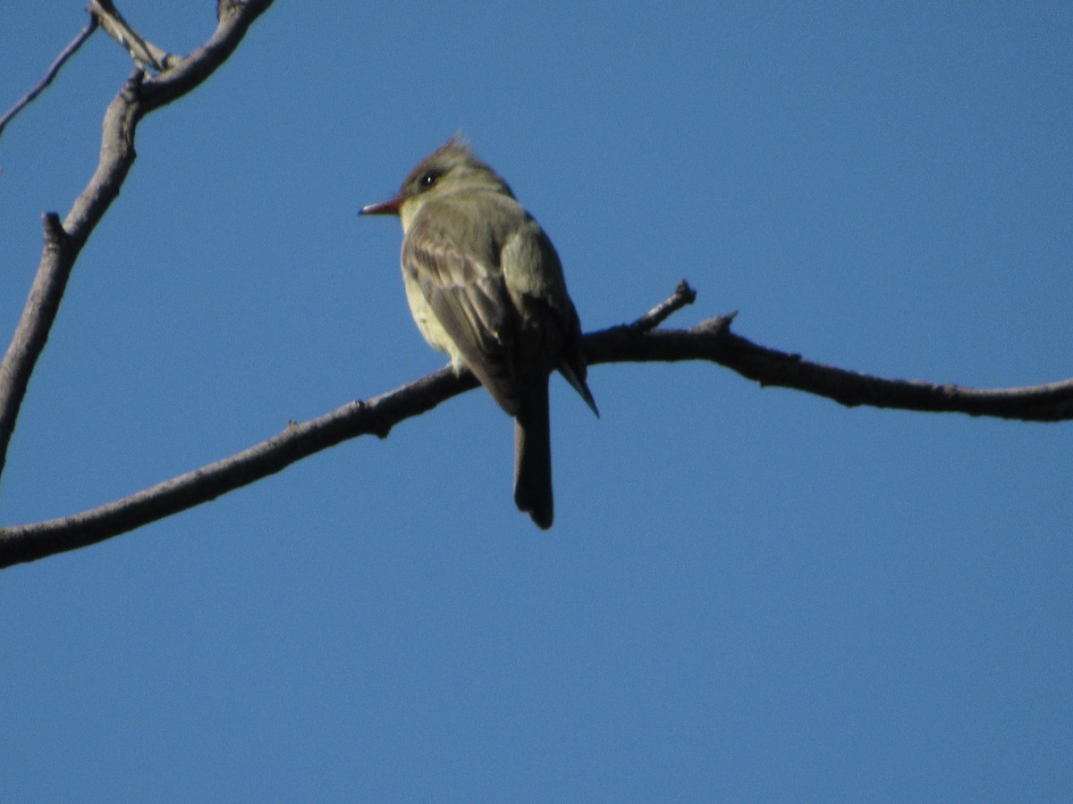 Greater Pewee - ML612787519