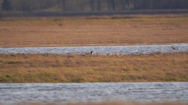 Hen Harrier - ML612787552