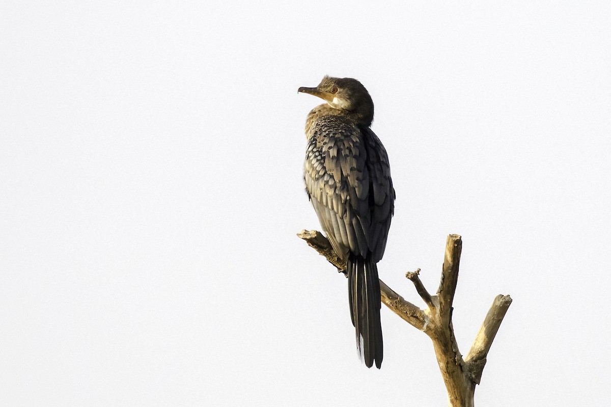 Long-tailed Cormorant - Sayam U. Chowdhury