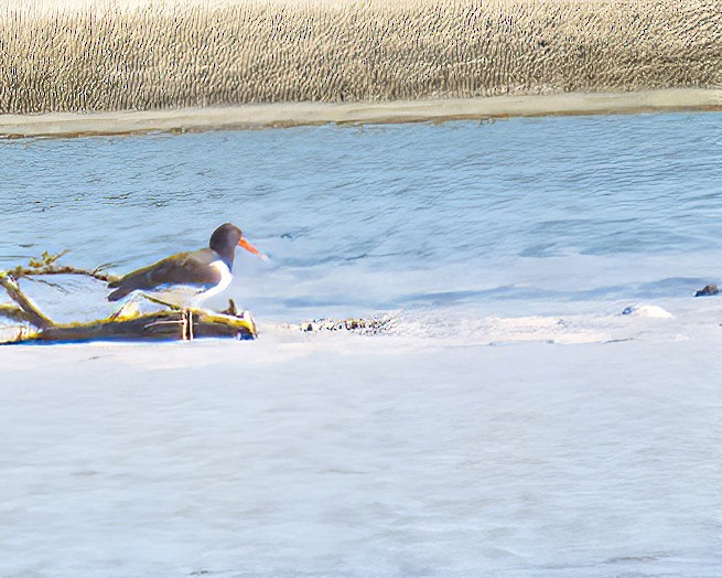 American Oystercatcher - ML612787574