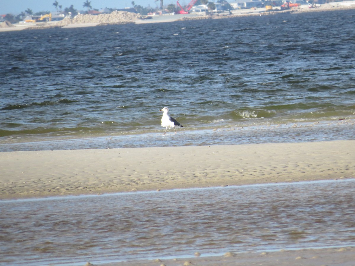 Lesser Black-backed Gull - ML612787602