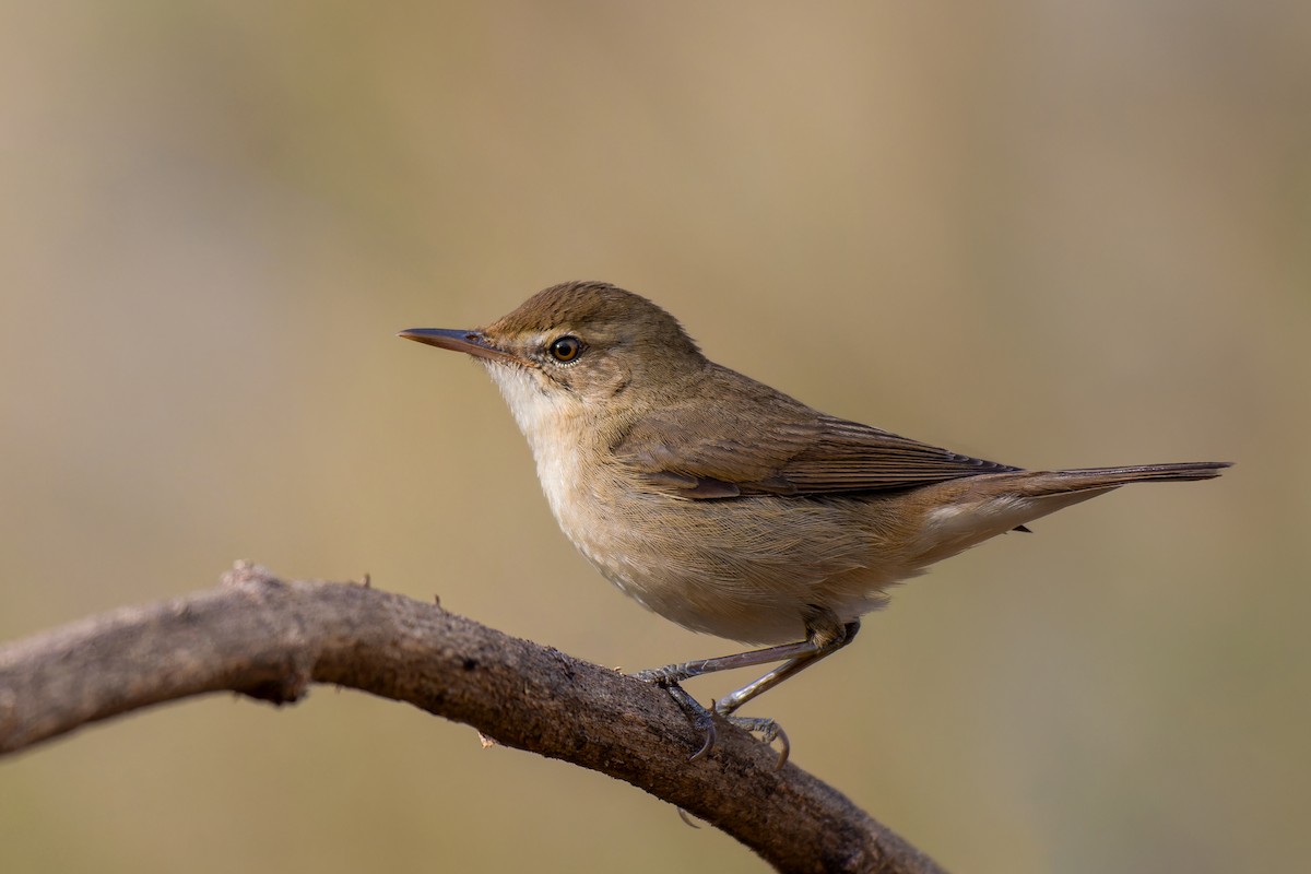 Blyth's Reed Warbler - ML612787618