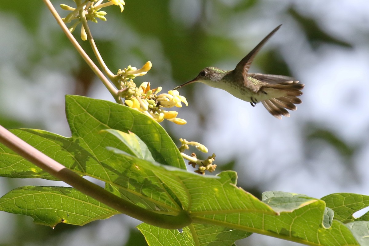 White-bellied Emerald - ML612787634