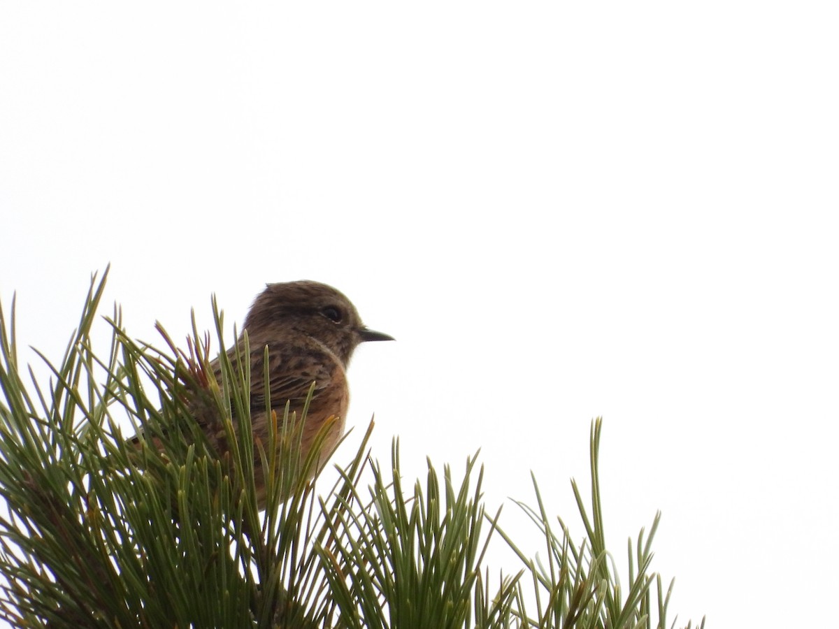 European Stonechat - ML612787636