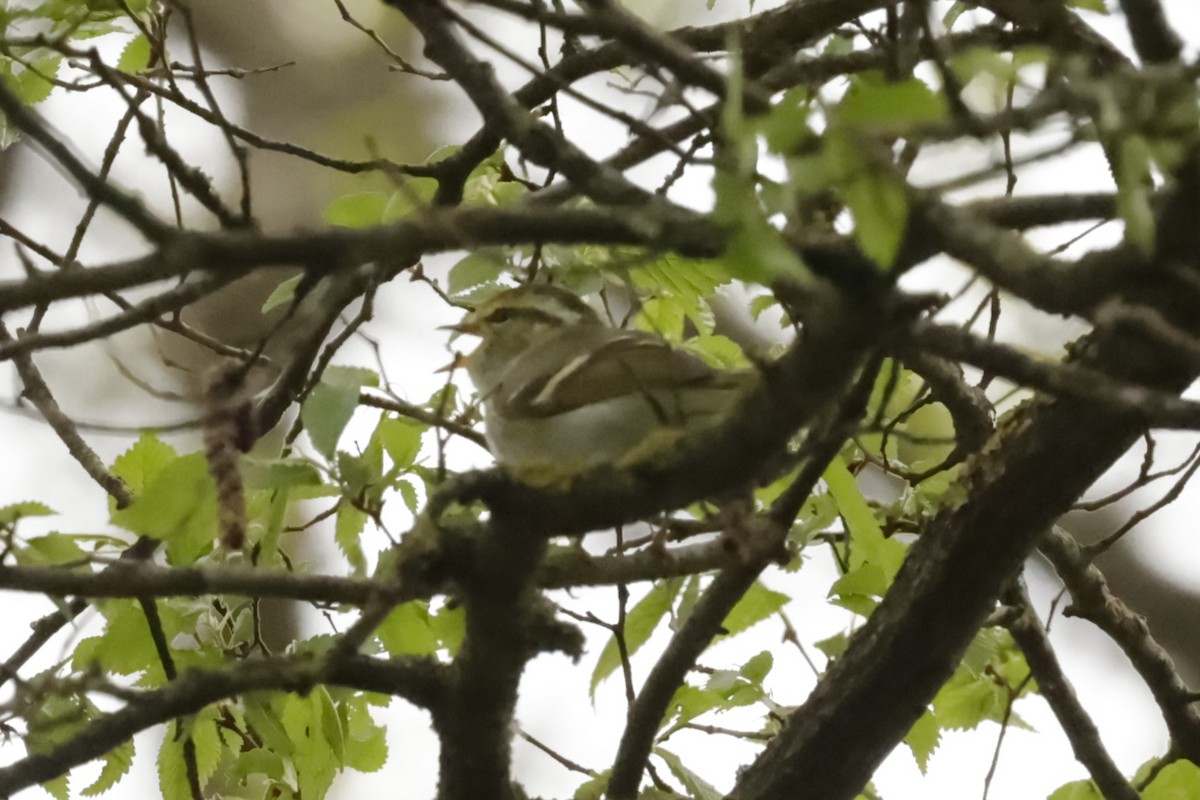 Pallas's Leaf Warbler - ML612787702