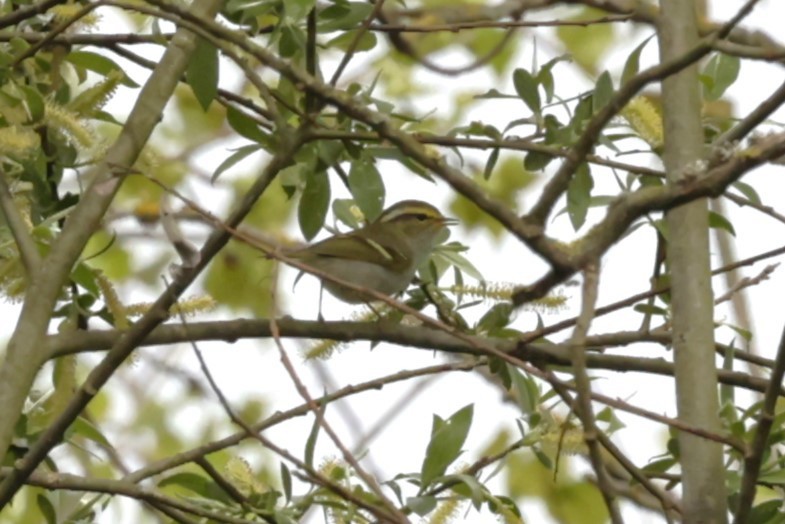Pallas's Leaf Warbler - ML612787703