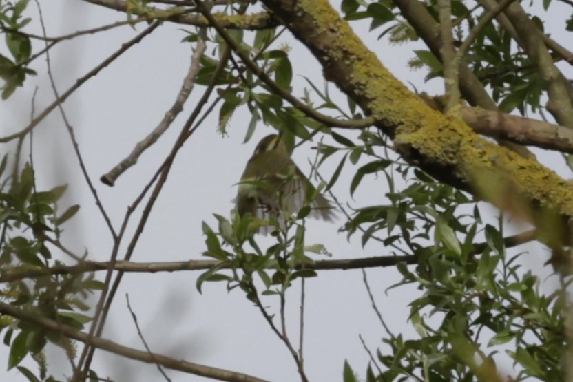 Pallas's Leaf Warbler - ML612787704