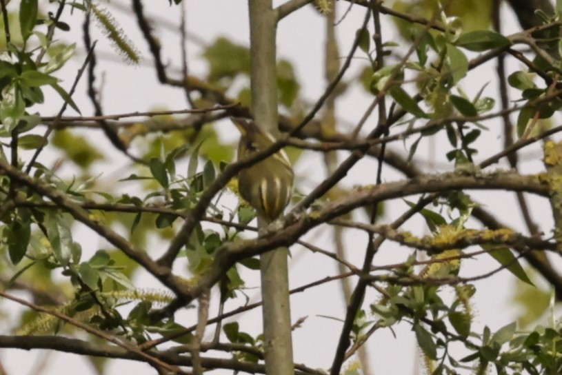 Pallas's Leaf Warbler - ML612787705