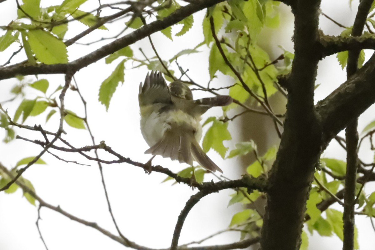 Pallas's Leaf Warbler - ML612787706