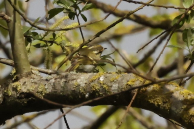 Pallas's Leaf Warbler - ML612787707