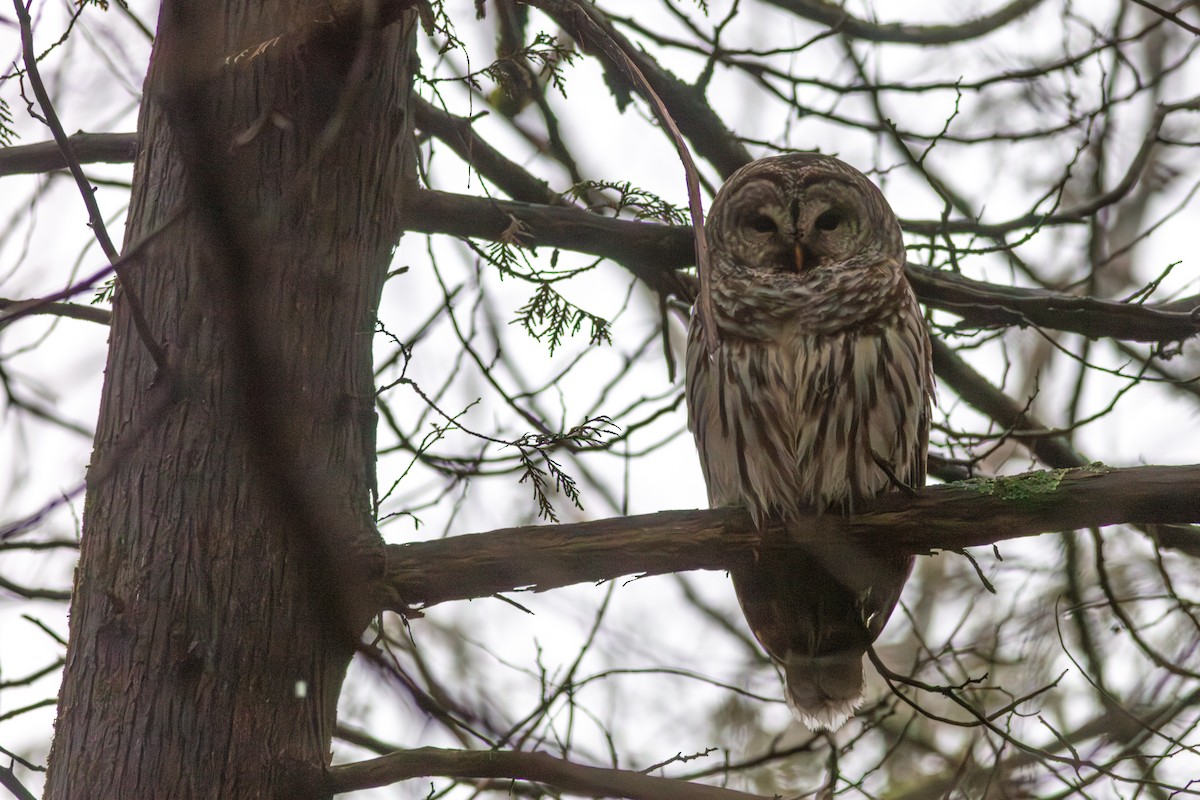 Barred Owl - ML612787802