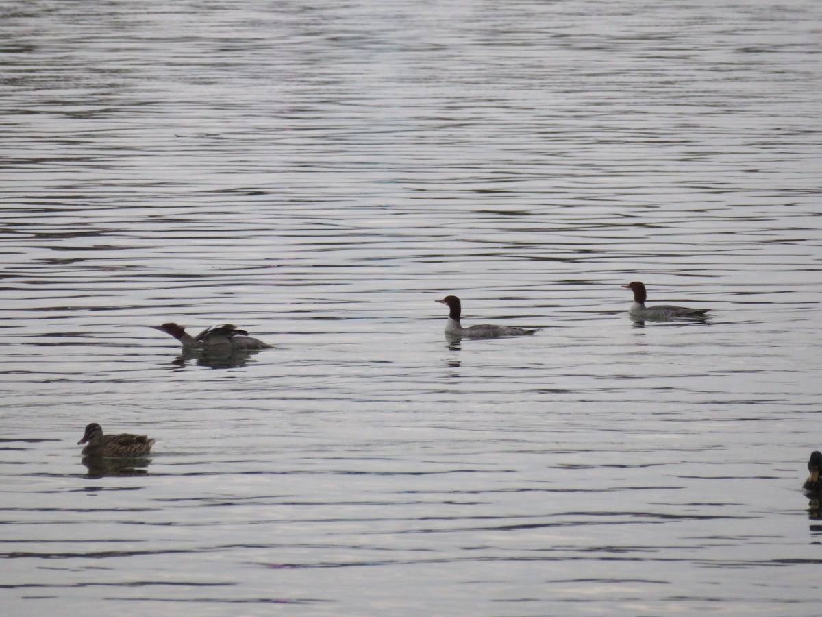 Common Merganser - ML612787822