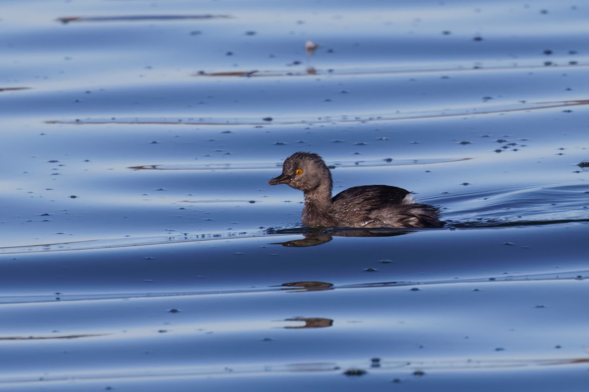 Least Grebe - ML612787855